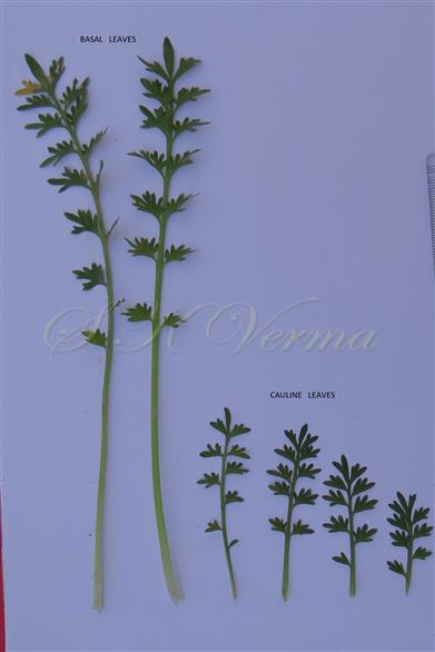  Basal and cauline leaves